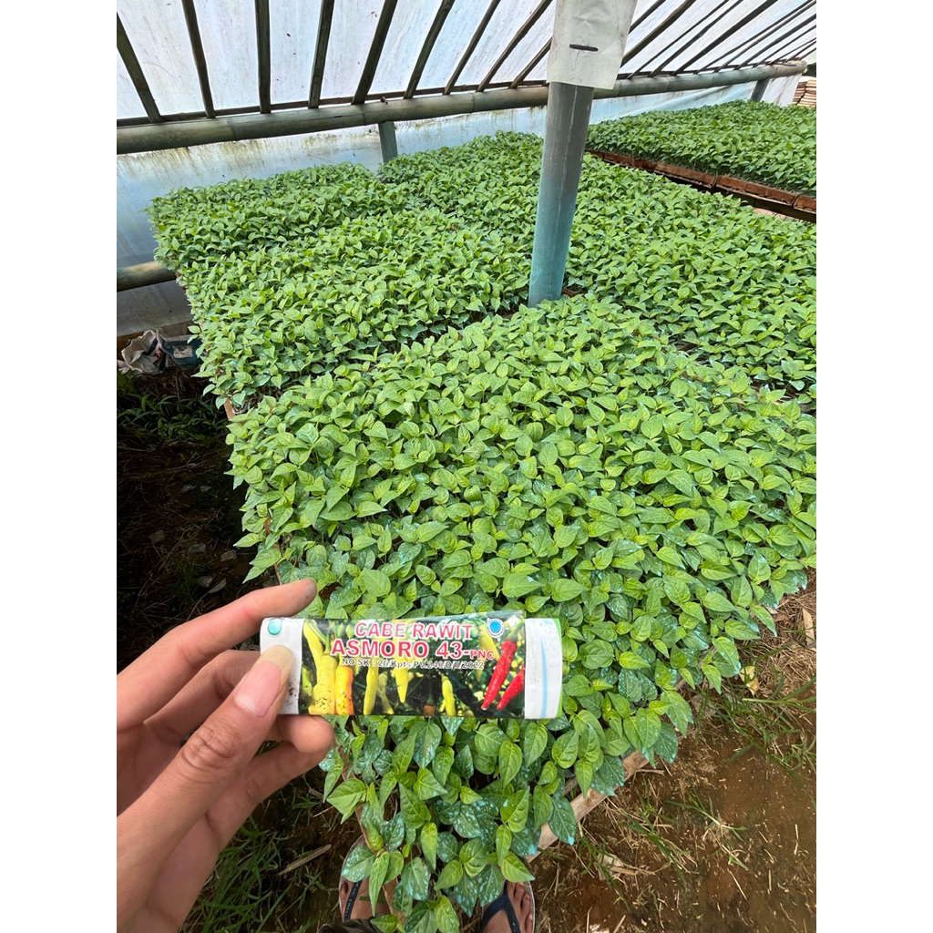 bibit cabe rawit ASMORO43