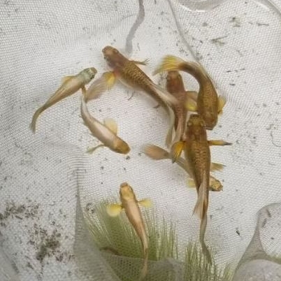 Guppy Full Gold Sepasang