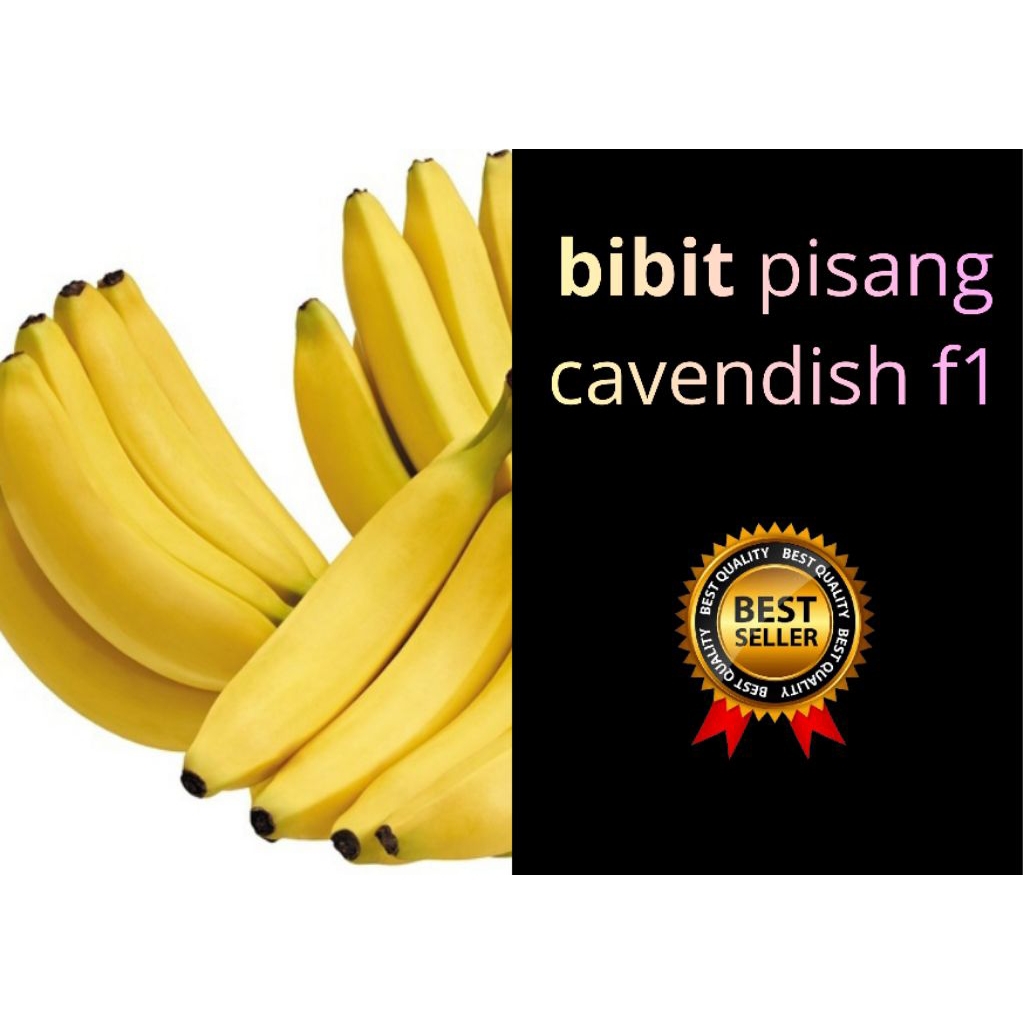 STOK TERBATAS  Bibit Pisang Cavendish Cj40