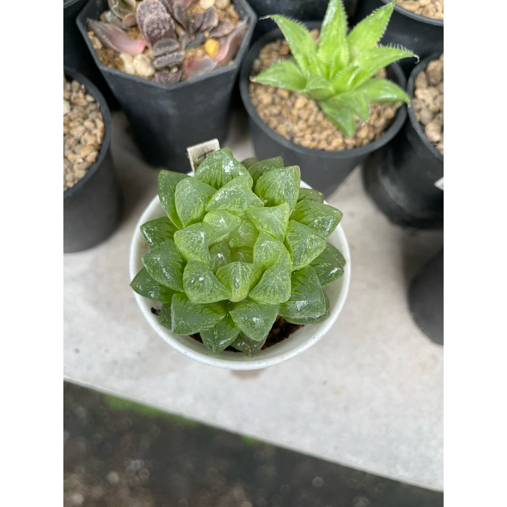 Haworthia Obtusa Hikaru