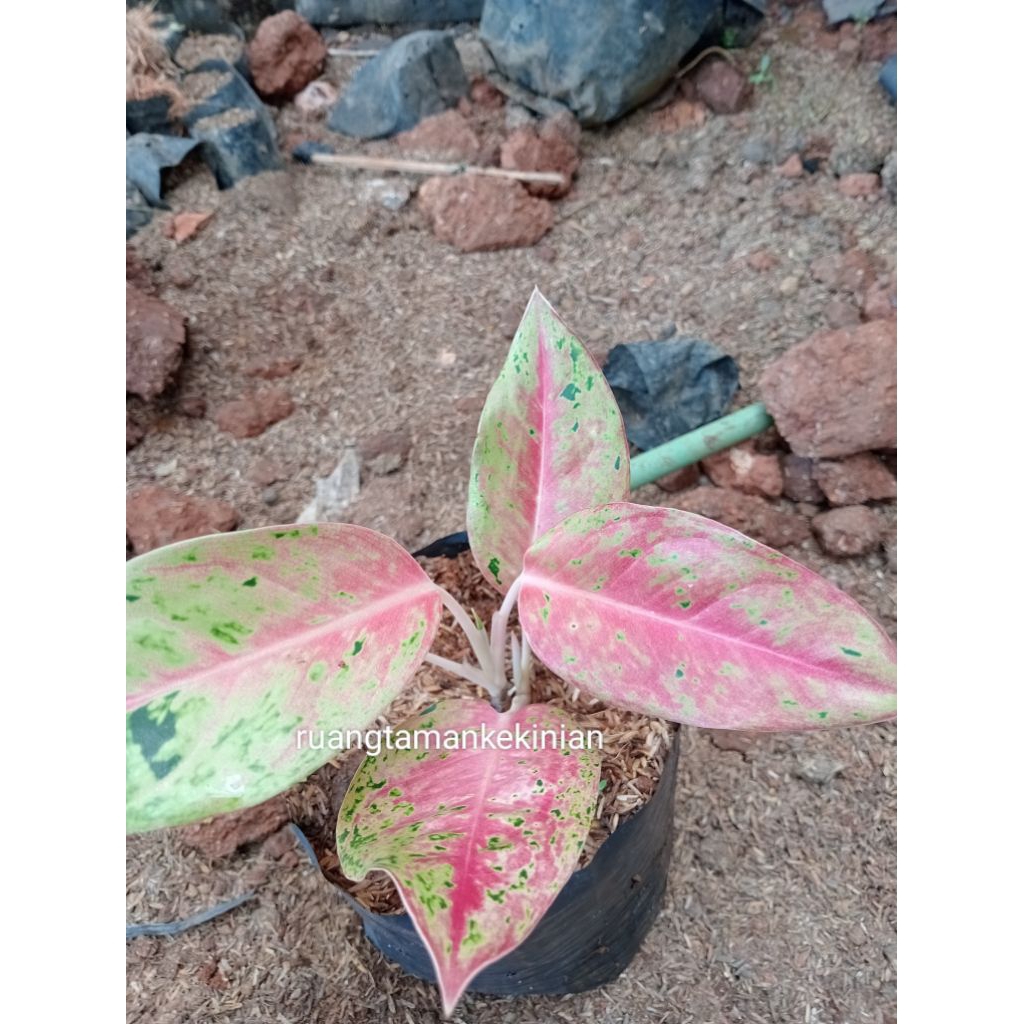 Tanaman Hias Aglonema Kocin - Kocin