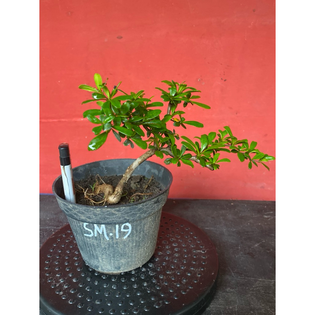 Bahan Bonsai Black Olive sm19