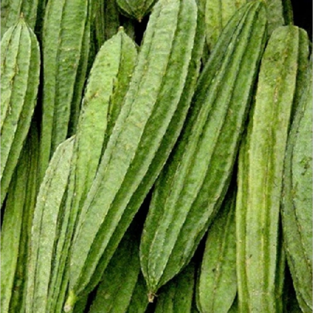 benih oyong gambas lokal 100 gr