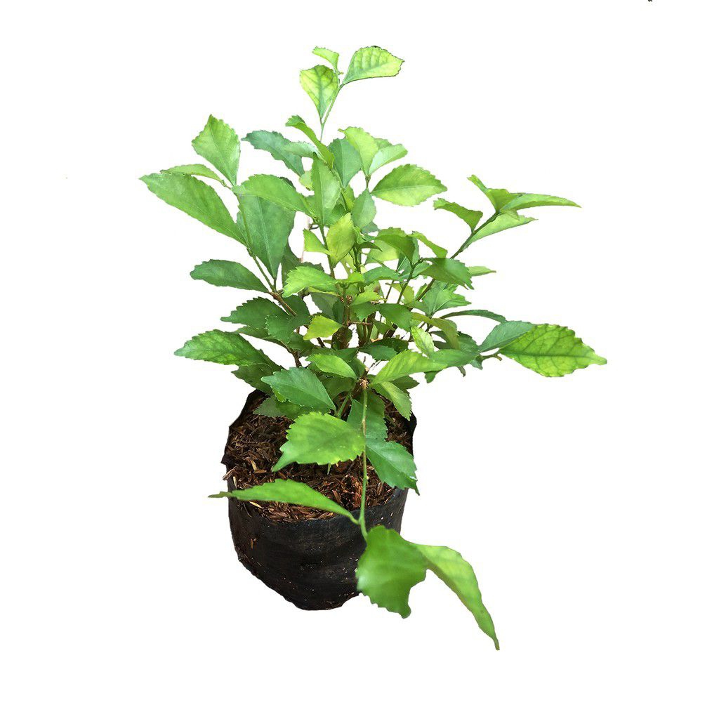 Tanaman Teh Tehan,Tanaman Pagar Hidup,Tanaman Hias