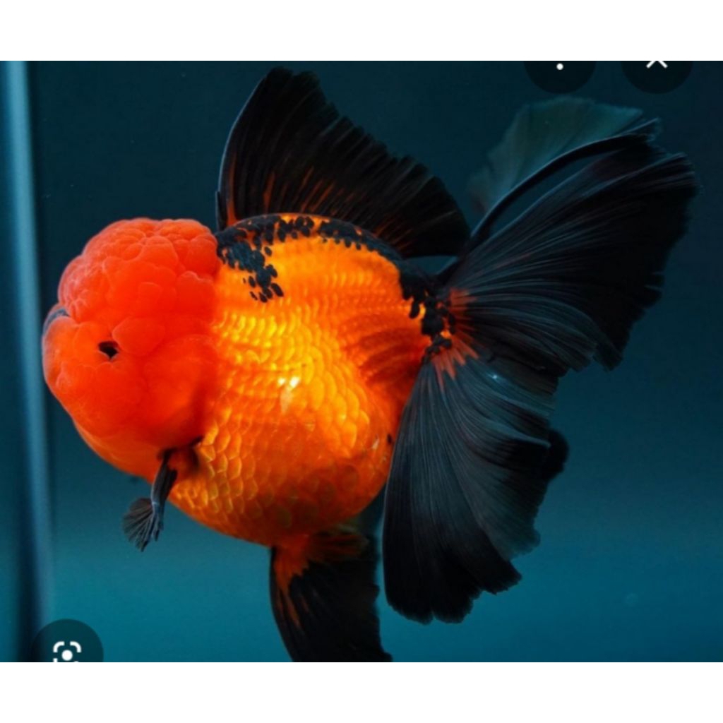 KOKI ORANDA BLACK GOLD ROSTAIL