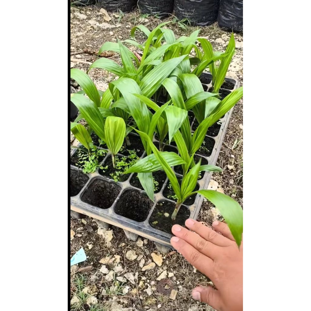 BENIH UNGGUL DxP PPKS 239 BIJIAN