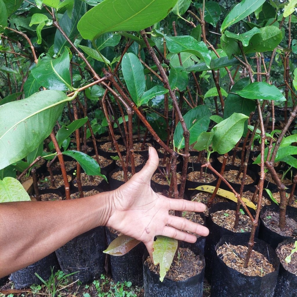 bibit cangkok jambu air green giant original