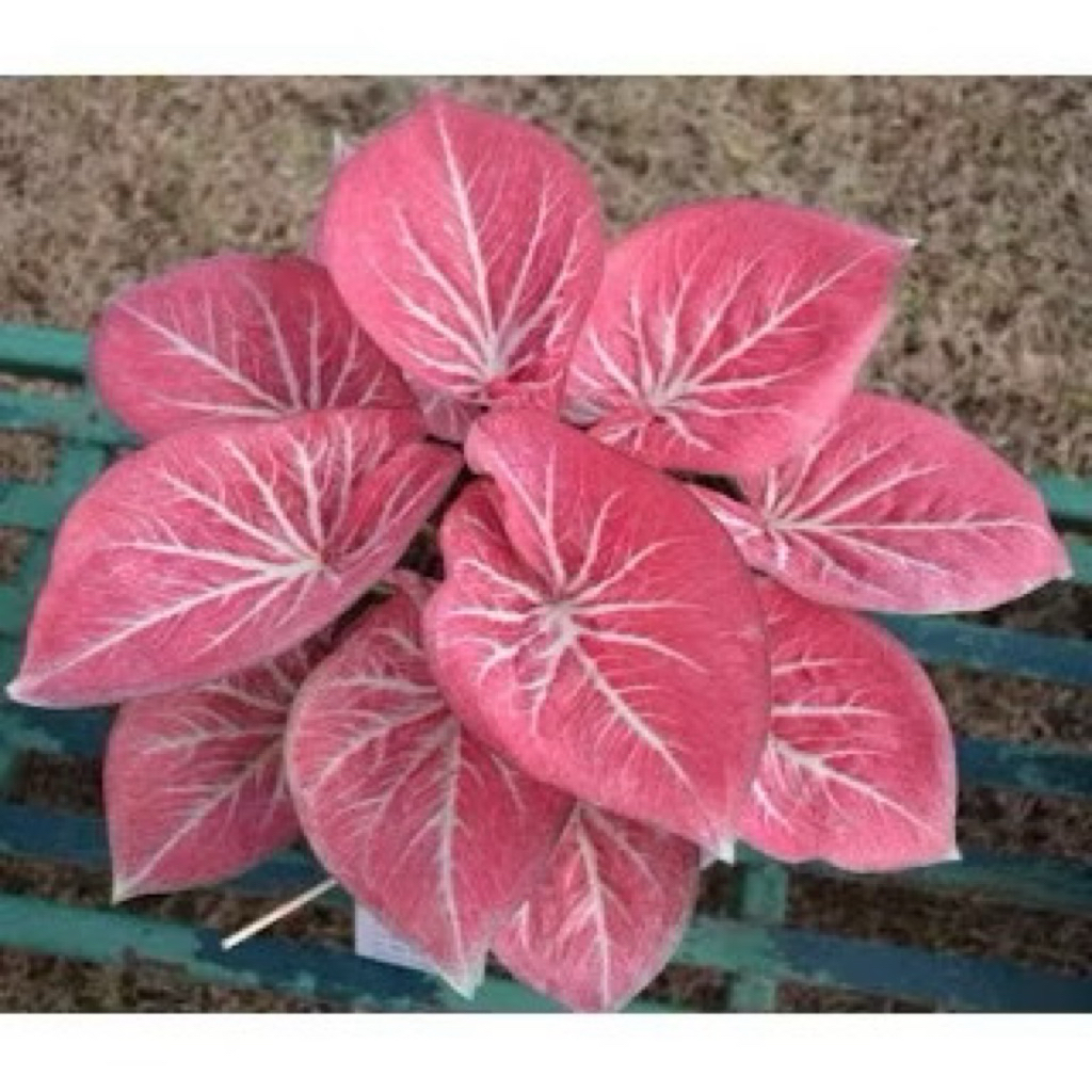 umbi Caladium white Bone / keladi hias hybrid import thailand
