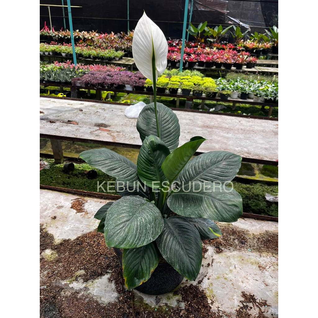 Spatuphillum Manaloa - Spatuphillum Bangkok Ukuran Jumbo - Tanaman Hias Spatuphillum Bangkok Ukuran 