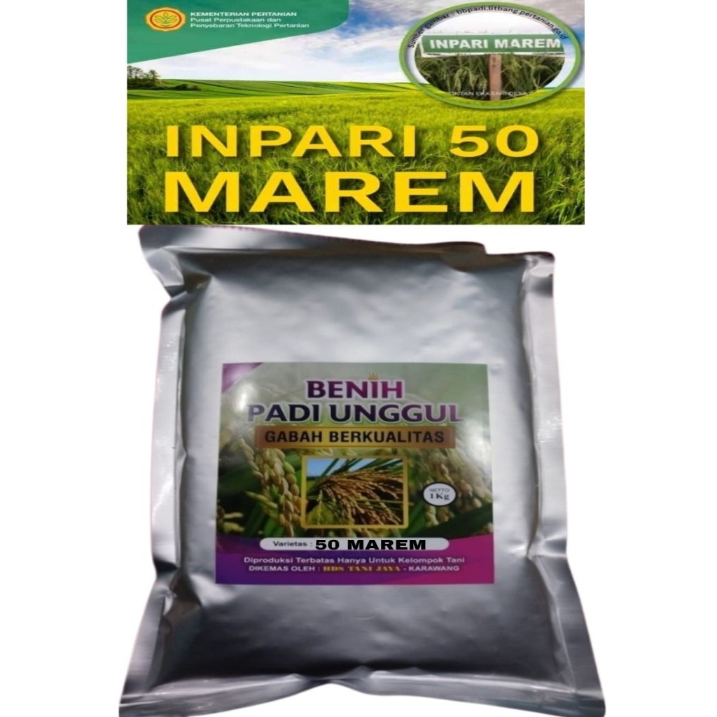 BENIH PADI 1KG INPARI 50MAREM SUPER JUMBO BERKWALITAS LABEL PUTIH