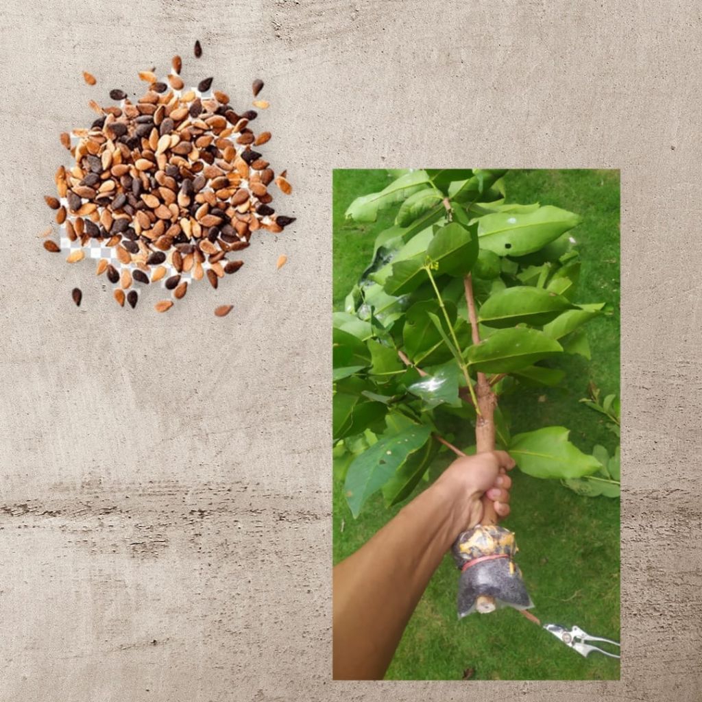 Jambu Citra - Fresh Cangkok