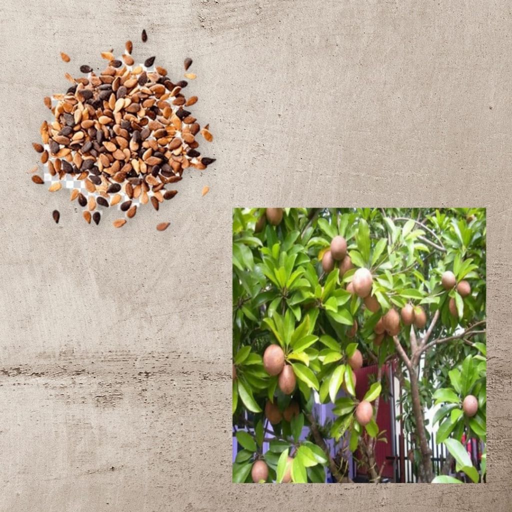 Sawo Manila Jumbo - Okulasi