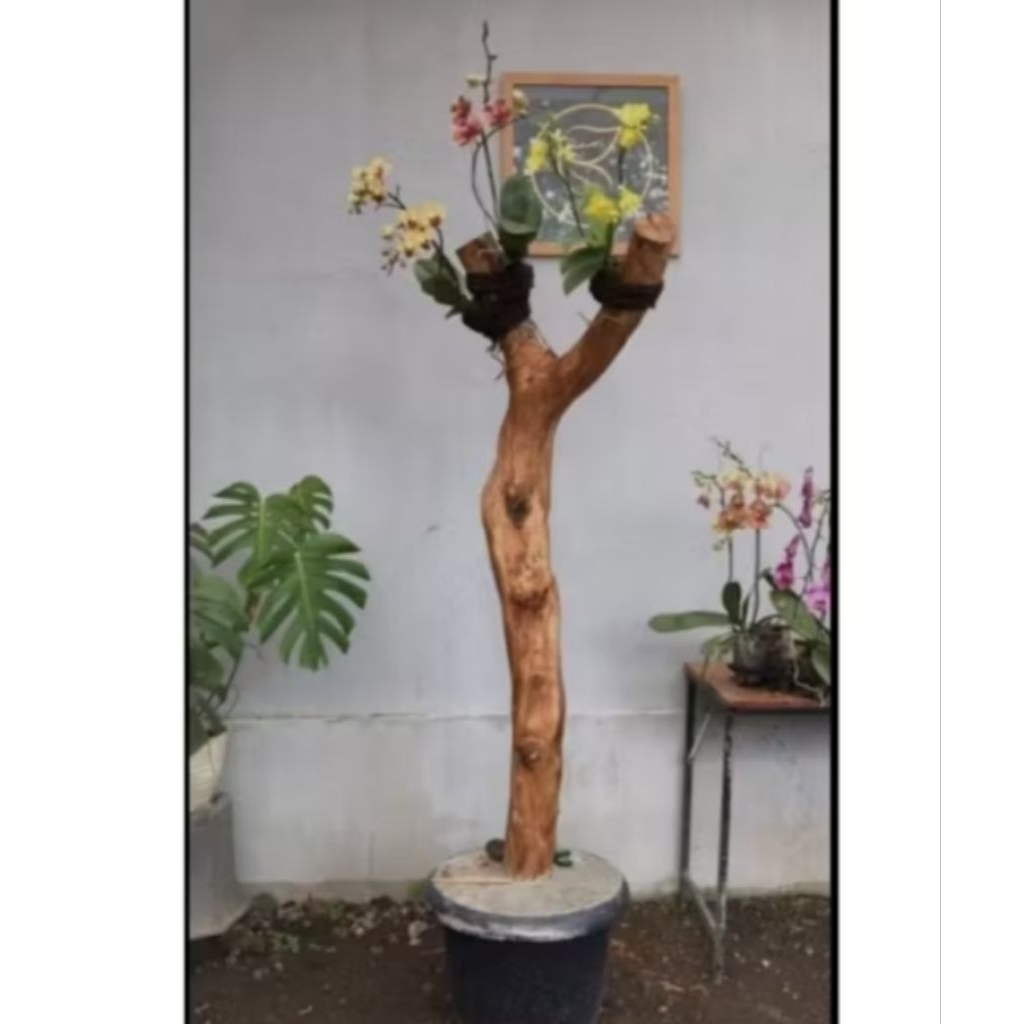bonggol kayu kopi/bagus untuk media tanam anggrek/ tinggi 140cm+tatakan kayu bulat