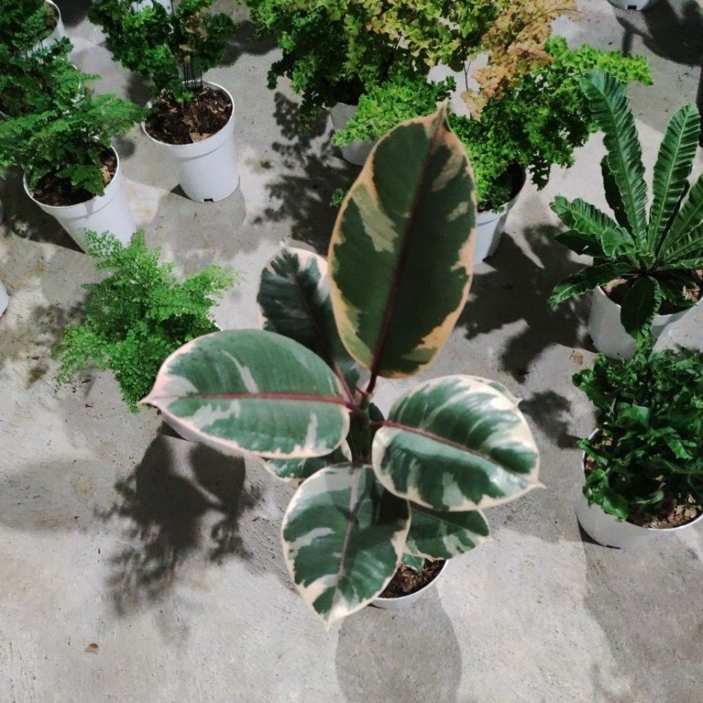 picus ruby tricollor