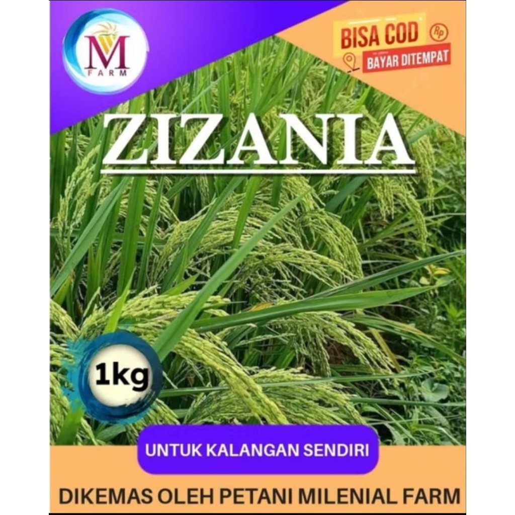 Benih bibit padi 5kg ZIZANIA