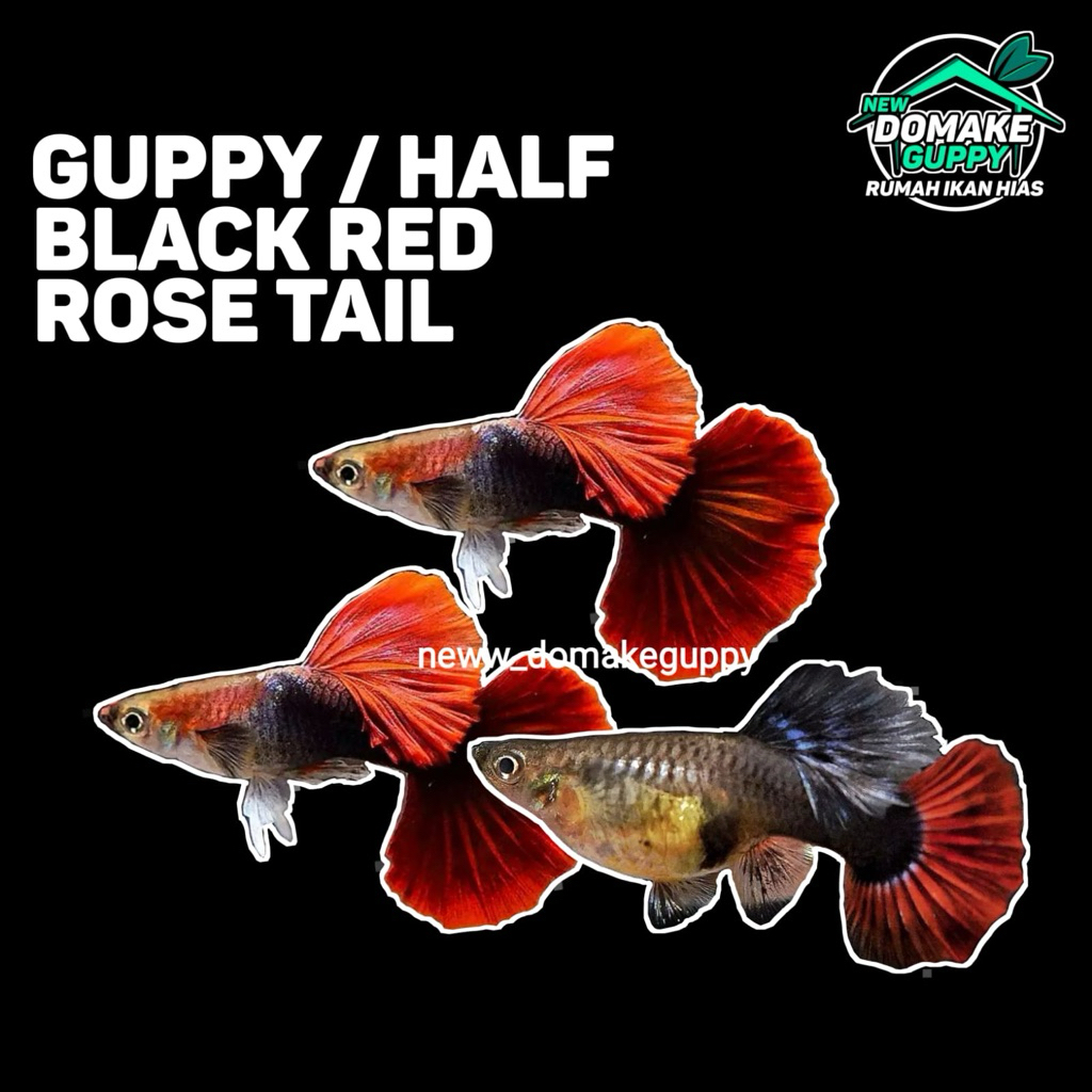 Half Black Red Rose Tail Hb Red