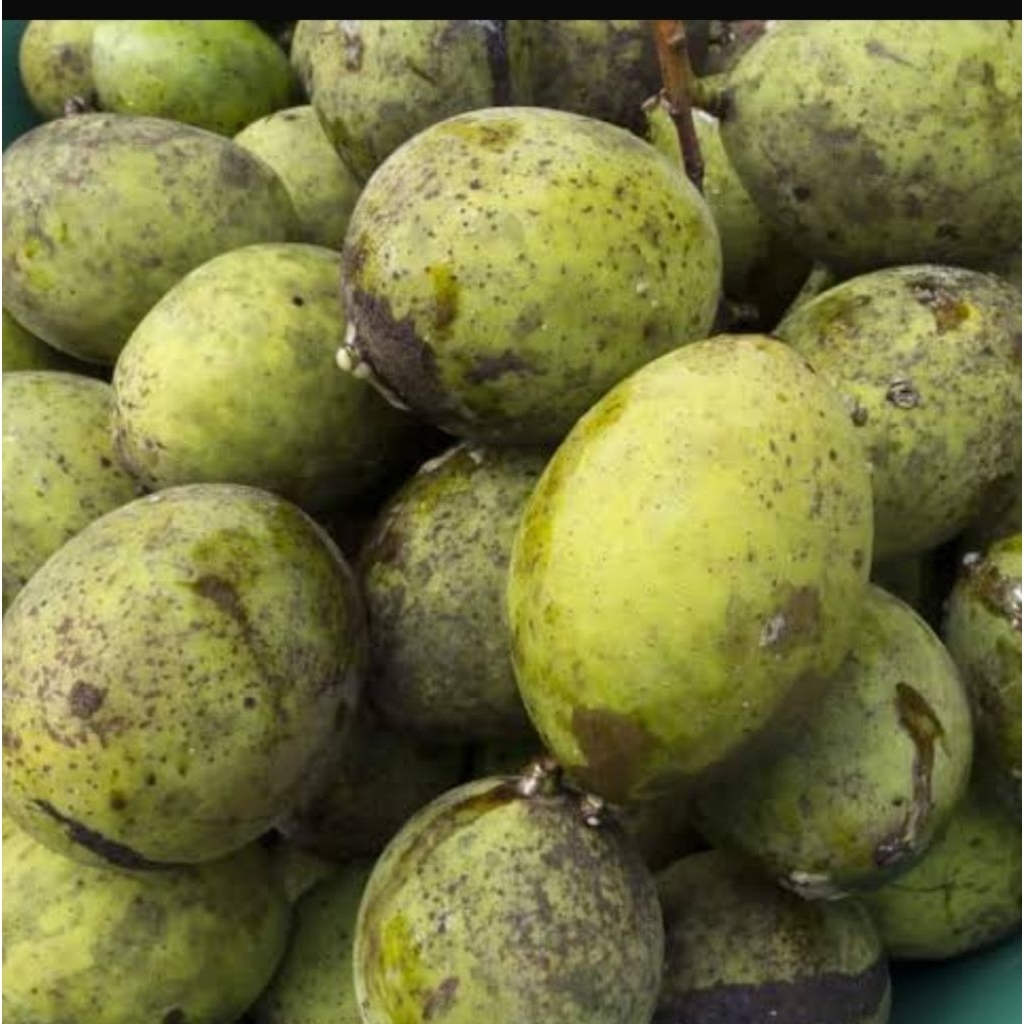 buah embam atau bacang .mengkal