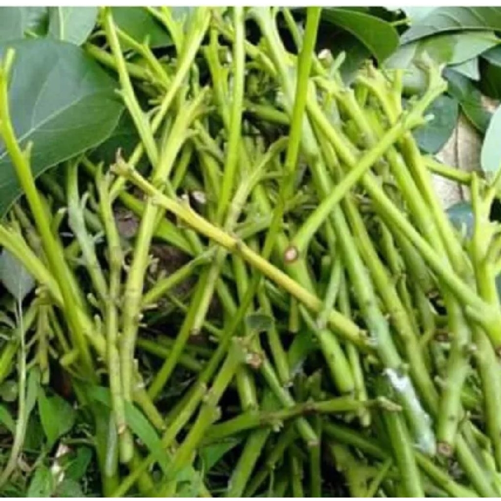 Entres Alpukat Red Vietnam