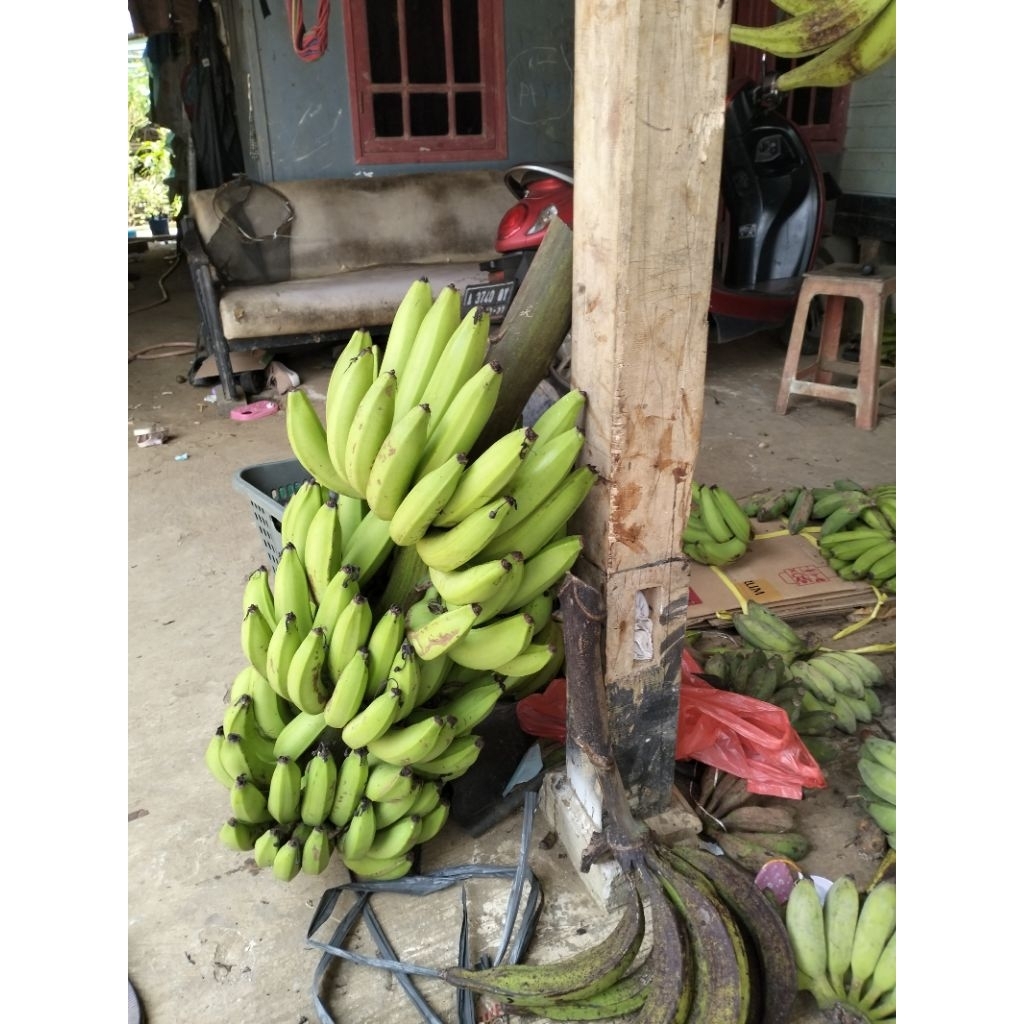 Pisang Ambon 1 kg