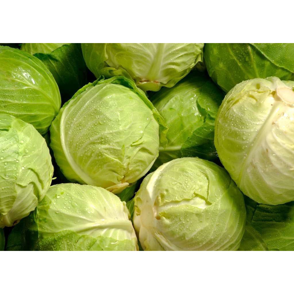 kubis segar/kubis fresh