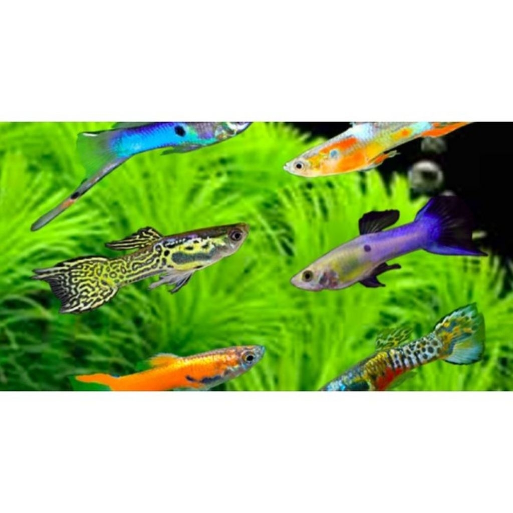 HIASAN-guppy mix campur/cendolan/hiasan aquarium—paket 50 ekor