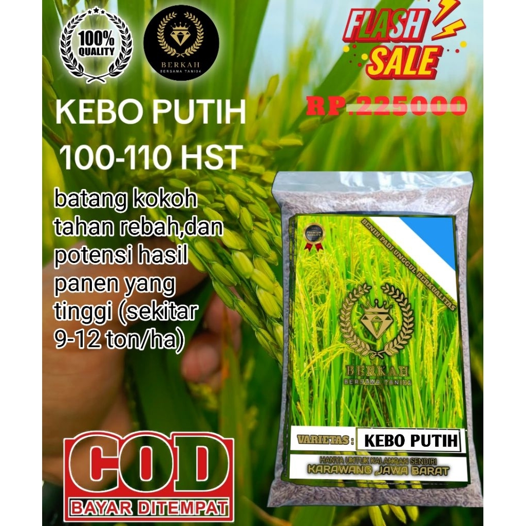 (5KG) Benih padi unggul KEBO PUTIH 5KG Original berkualitas