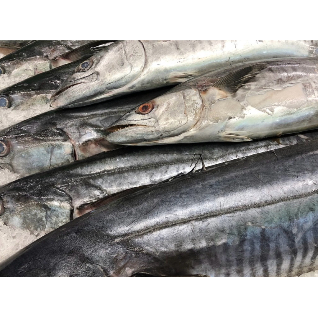 Ikan Tenggiri Utuh Segar/Ikan Tenggiri Steak/Ikan Segar/Tenggiri Segar/Segar Dari Pasar Induk Langsu