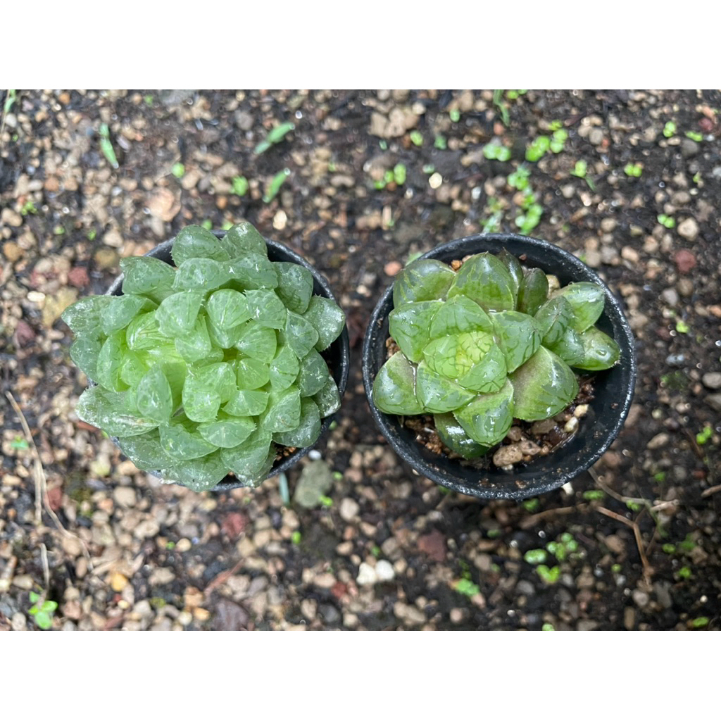 Paket Haworthia Obtusa Marin dan Haworthia Transient