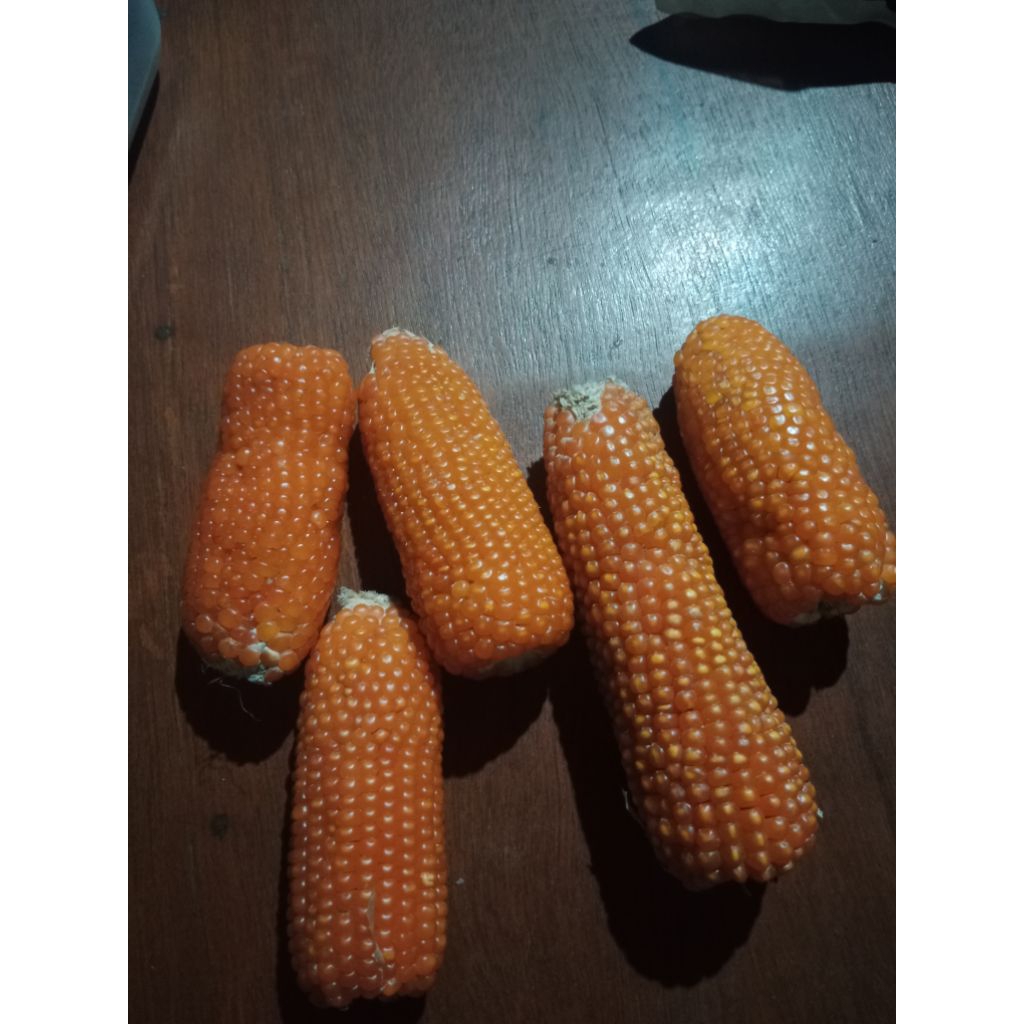 JAGUNG KRISTAL MERPATI JAGUNG UNYIL PAKAN TERNAK MERPATI HAMSTER