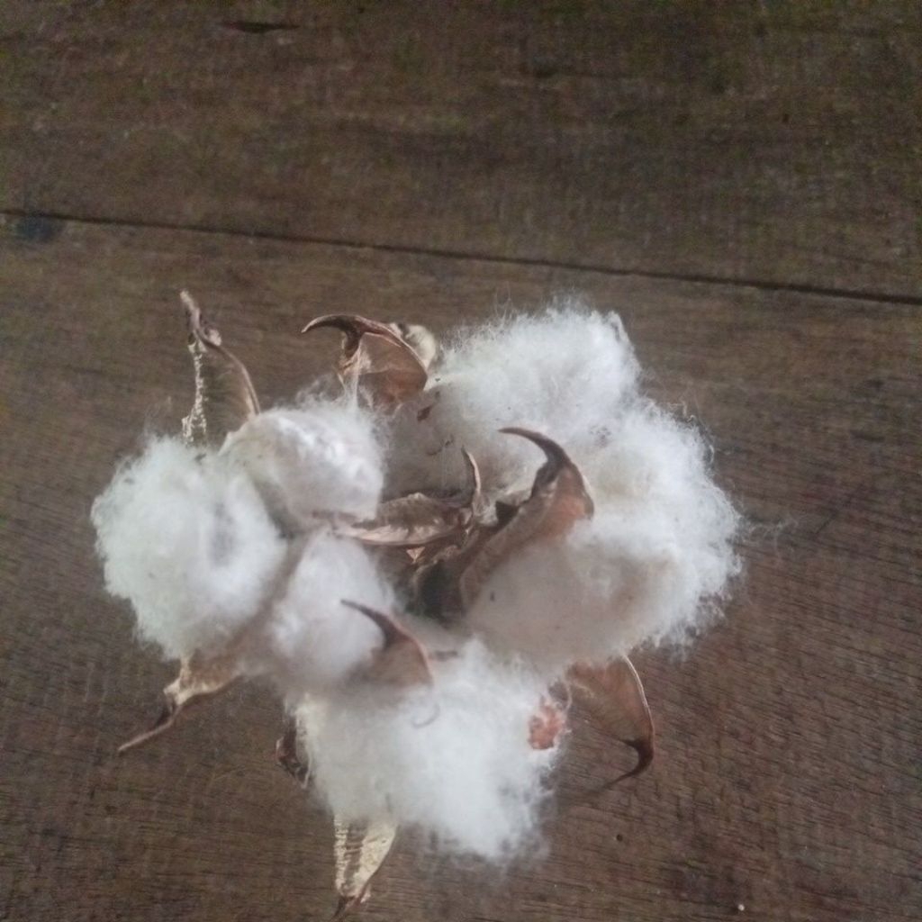 kapas bujang asli kalimantan