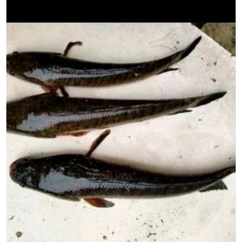 (Expert) Bibit ikan gabus 15 -20 cm / bibit ikan gabus / ikan gabus berkwalitas hidup