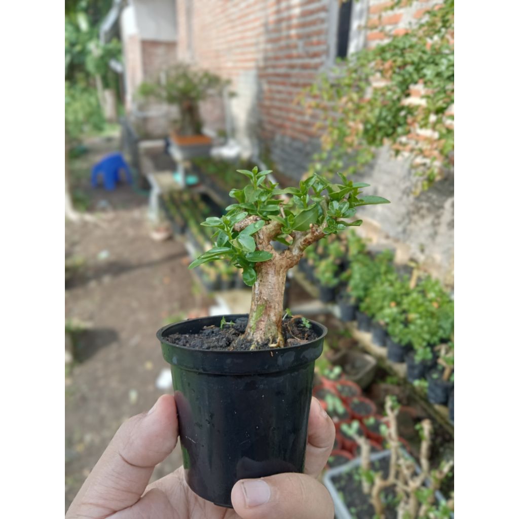 Bonsai Sancang Mame Shito