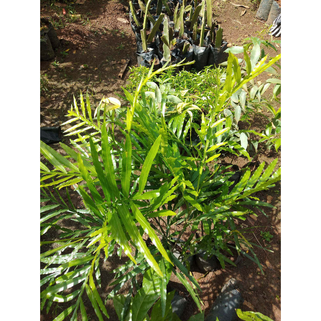 Paket Hemat Isi 3 - Bibit Tanaman Kiara Payung - Tanaman Peneduh