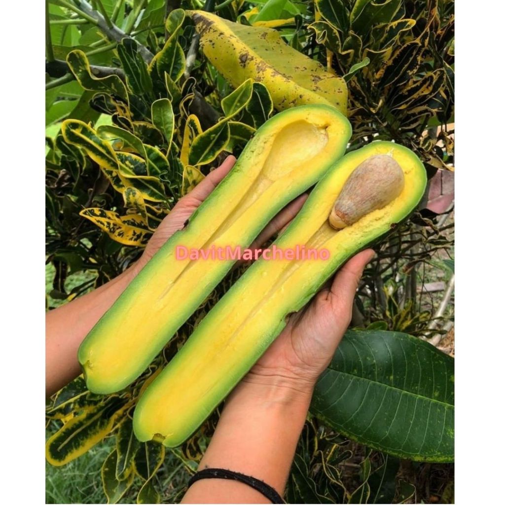 Bibit Alpukat Kelud Super Genjah