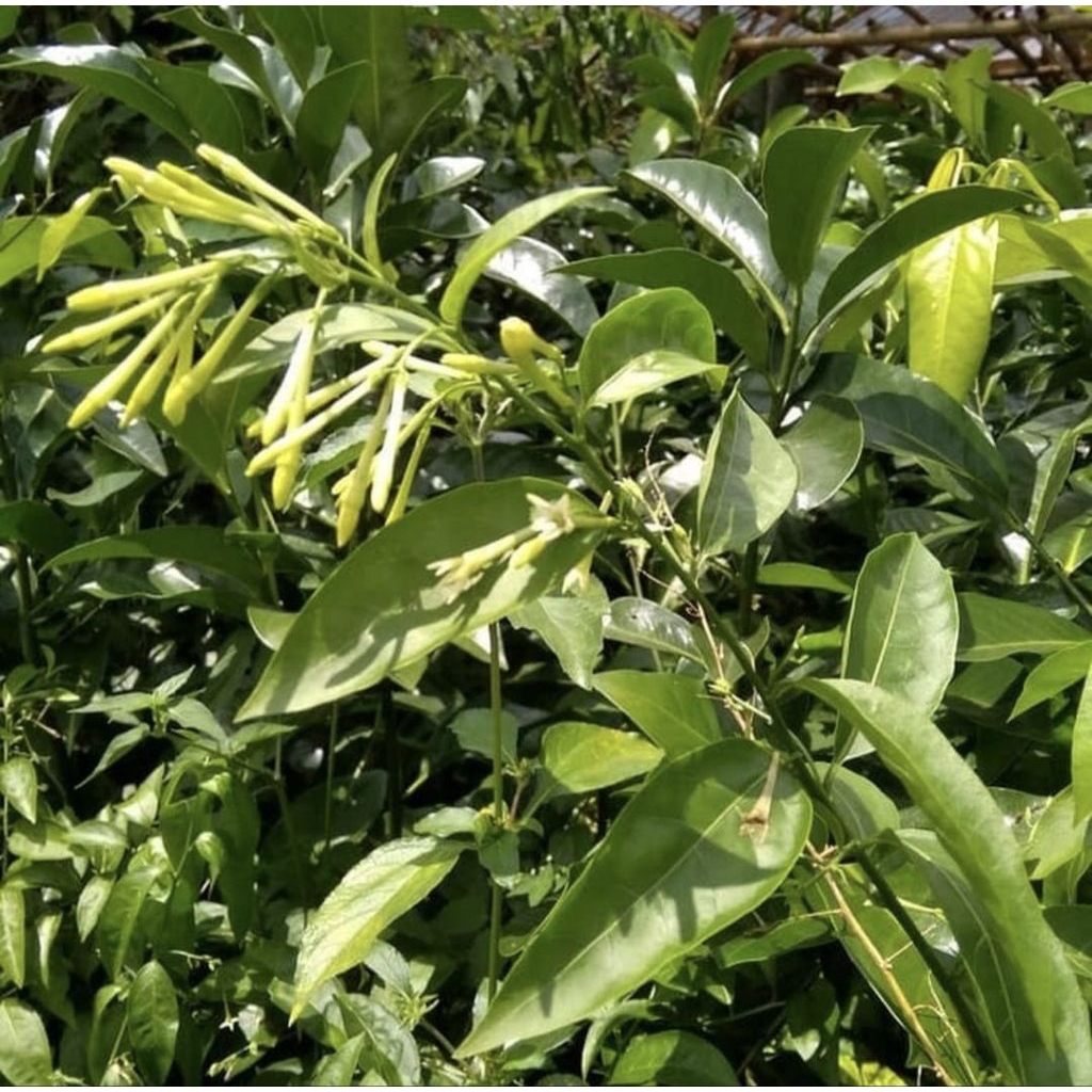 Pohon Arum Dalu Tanaman Hias Pohon Bunga Arum Dalu