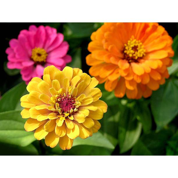 COD - Bibit Zinnia