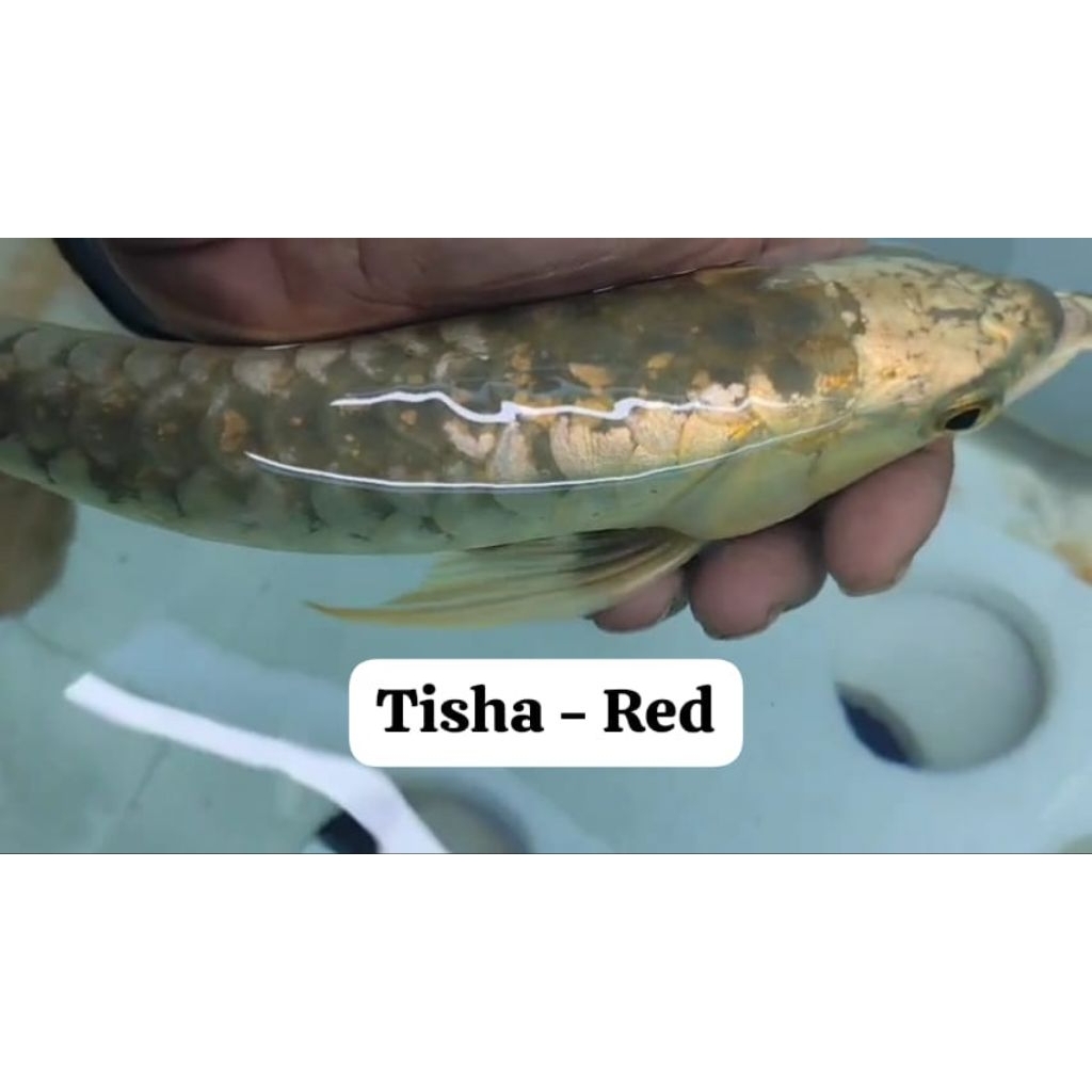 pesanan new golden ITL crossback link