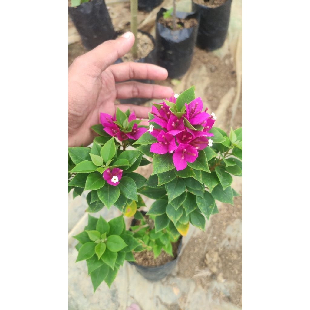 Bibit Bougenville Singapore Ungu