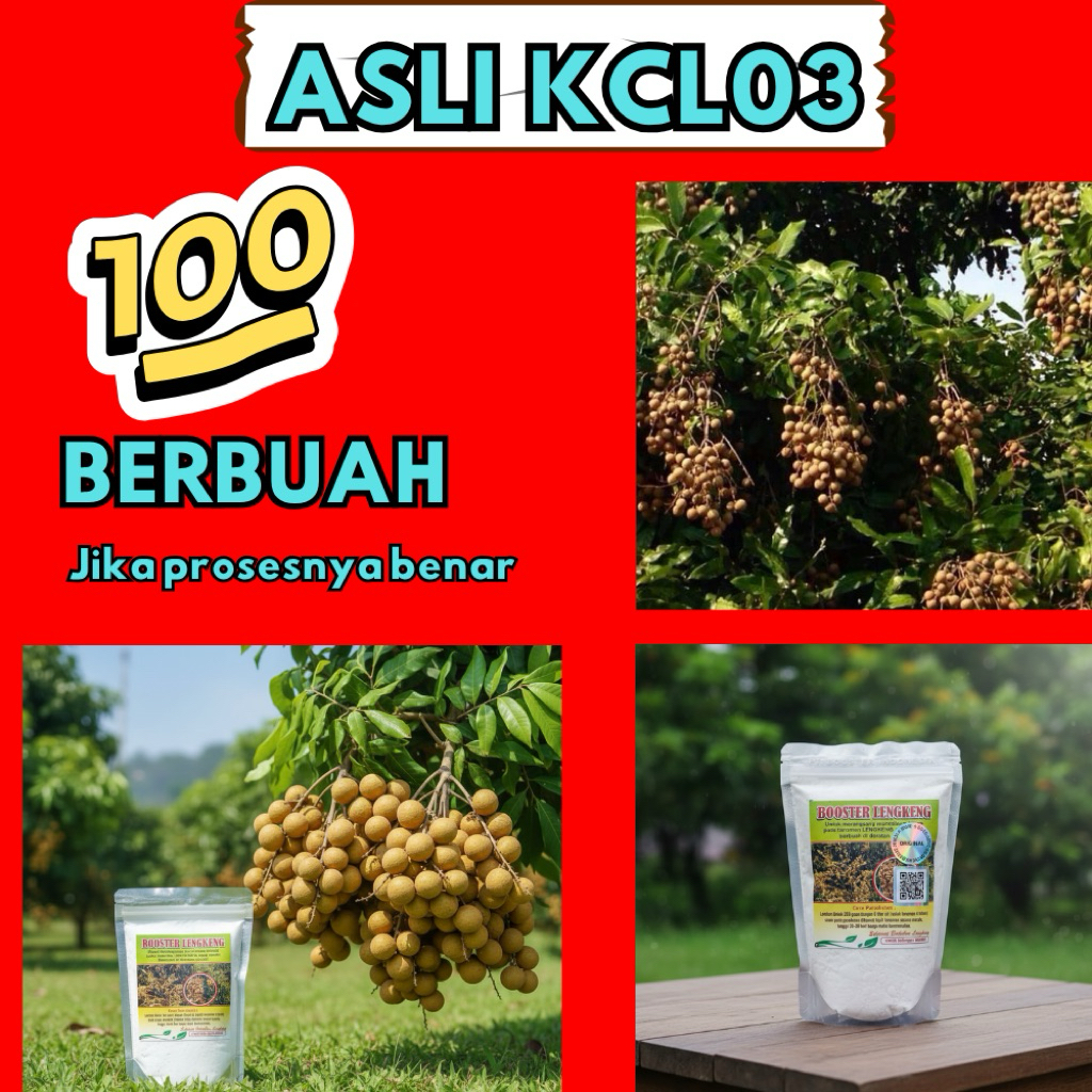 Pupuk Kelengkeng Kclo3