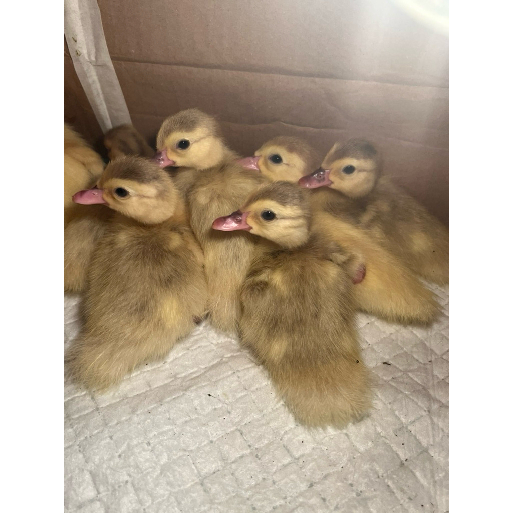 Doe Entok rambon original usia 2 minggu