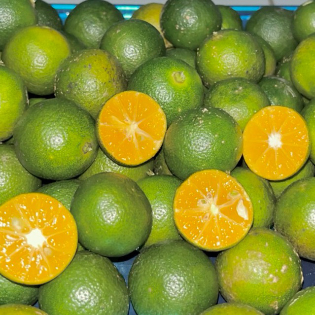 10KG jeruk peras kasturi| jeruk limau kasturi freesh