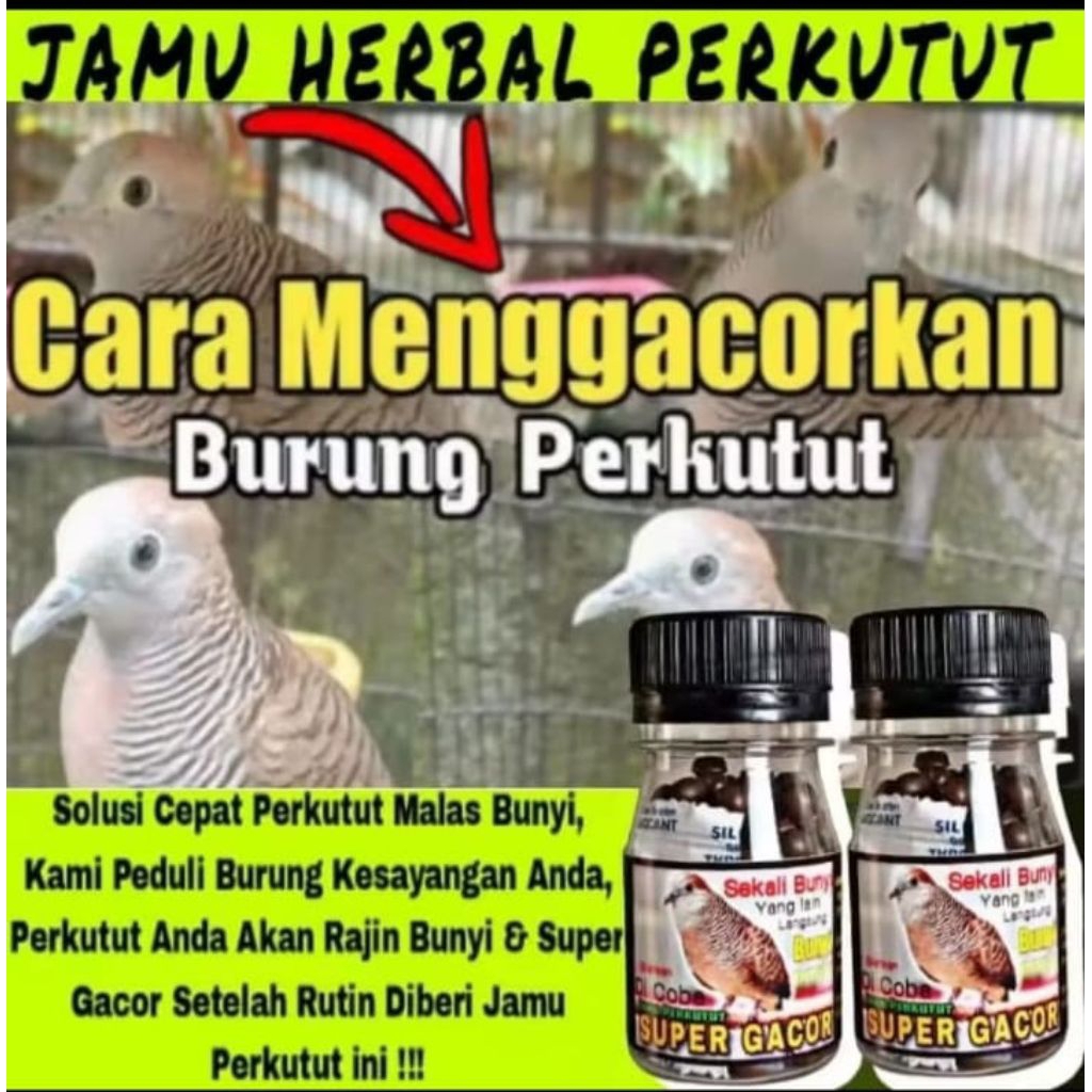 REKOMENDASI Jamu perkutut super gacor isi 100 butir solusi malas bunyi manggong bocor tiap detik