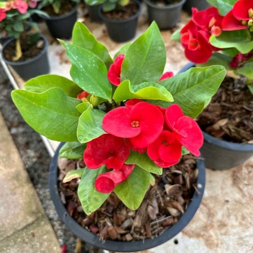 Tanaman hias hidup euphorbia bunga merah - pohon euphorbia bunga merah