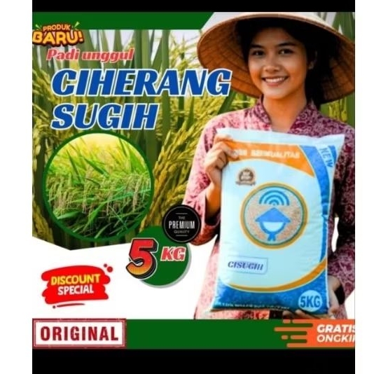 (5KG) BENIH PADI UNGGUL CIHERANG SUGIH ORIGINAL