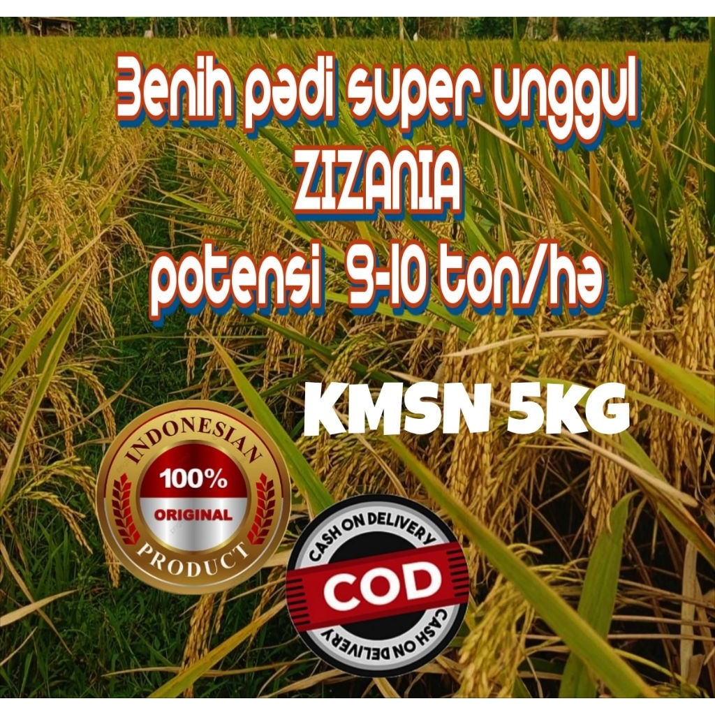 BENIH PADI SUPER ORIGINAL ZIZANIA KEMASAN 5 KG
