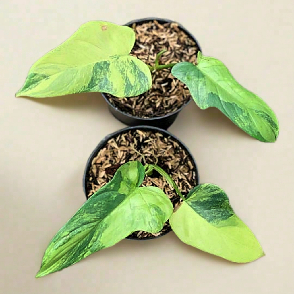 tanaman hias daun philodendron violin variegata