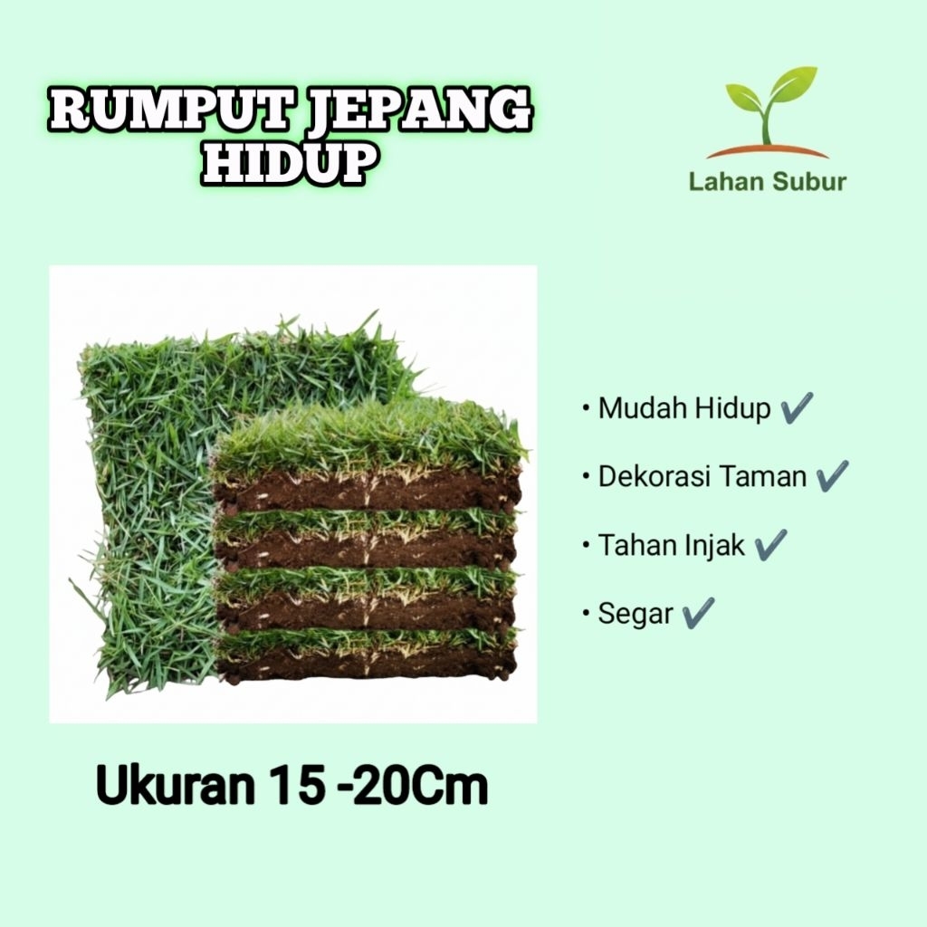 LS | RUMPUT JEPANG HIDUP PER KOTAK | rumput makam/ rumput taman / dekorasi taman /rumput hias