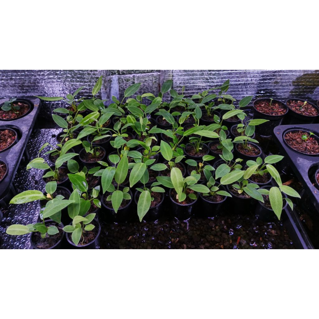 Anthurium waroqueanum/lidah gajah