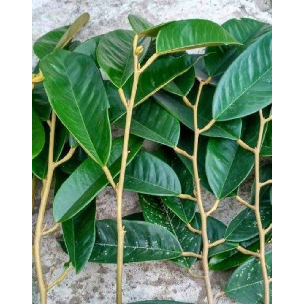 Entres durian bawor isi 4 entres