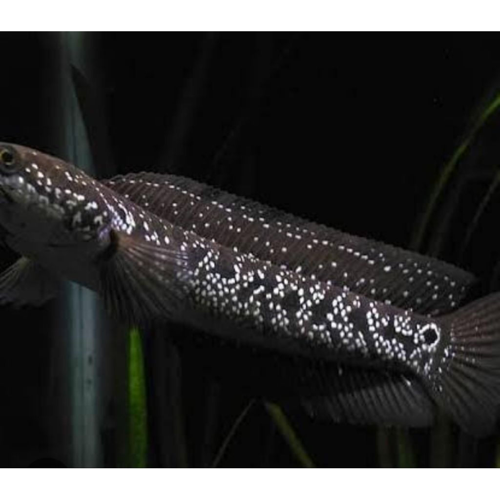 vitamin asiatica ws 8-10 cm